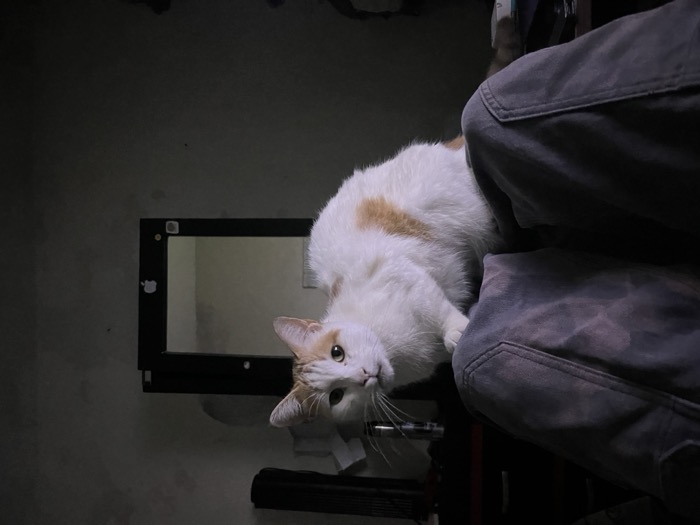 el gato en la sombra, foto